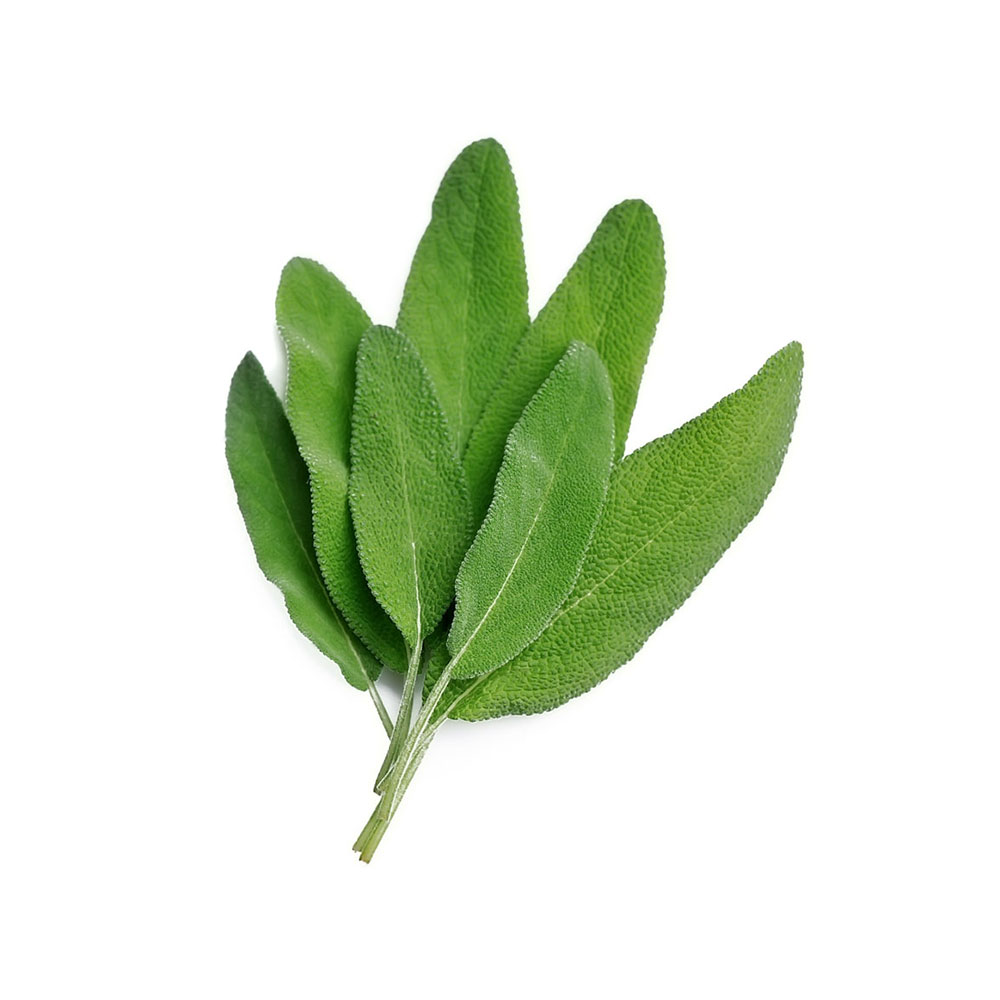 Sage / Salvia Officinalis